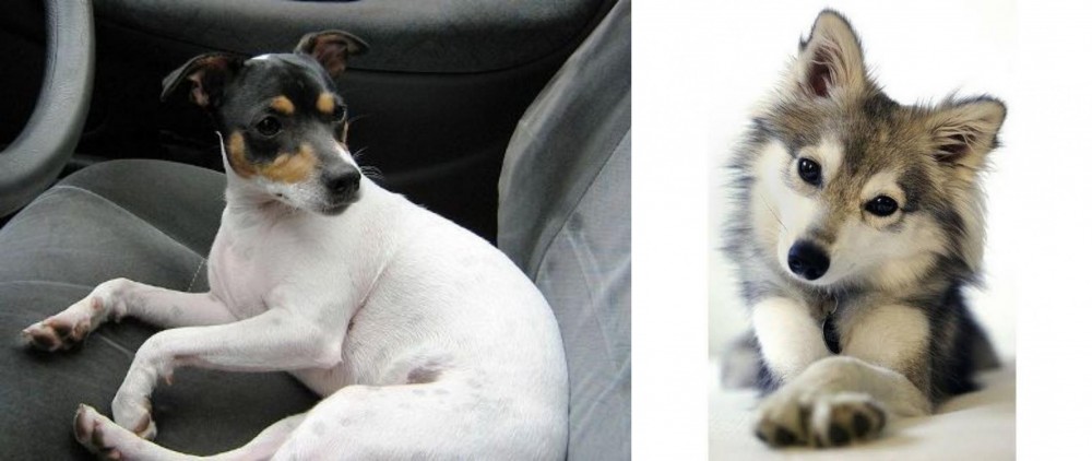 Miniature Siberian Husky vs Chilean Fox Terrier - Breed Comparison