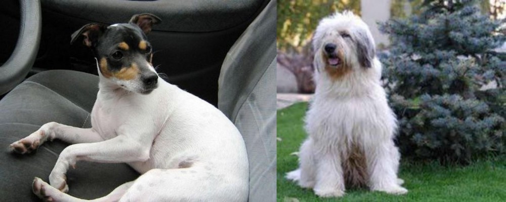 Mioritic Sheepdog vs Chilean Fox Terrier - Breed Comparison