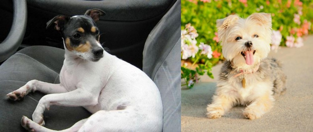 Morkie vs Chilean Fox Terrier - Breed Comparison