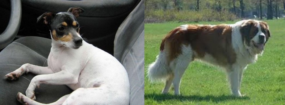 Moscow Watchdog vs Chilean Fox Terrier - Breed Comparison
