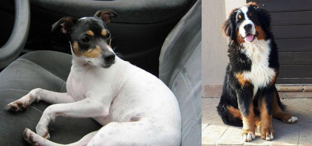 Mountain Burmese vs Chilean Fox Terrier - Breed Comparison