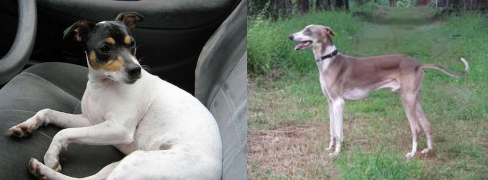 Mudhol Hound vs Chilean Fox Terrier - Breed Comparison