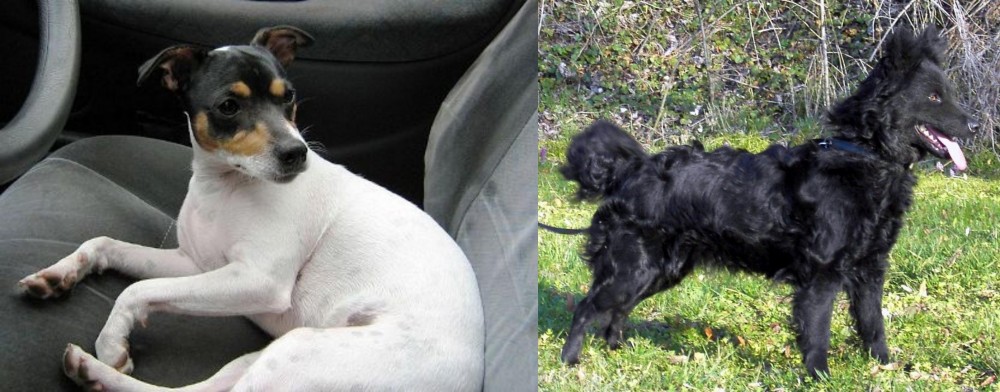 Mudi vs Chilean Fox Terrier - Breed Comparison