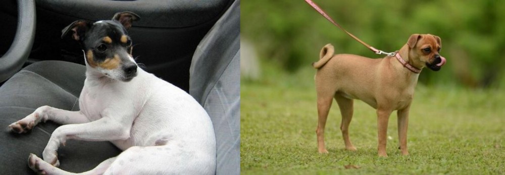 Muggin vs Chilean Fox Terrier - Breed Comparison