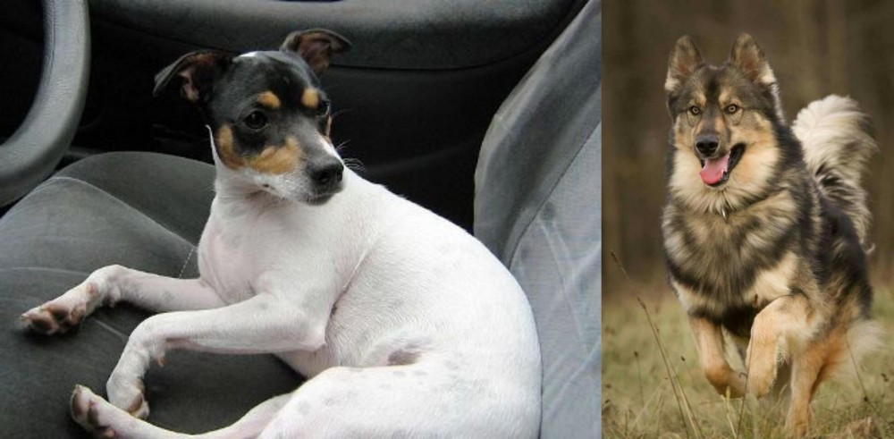 Native American Indian Dog vs Chilean Fox Terrier - Breed Comparison