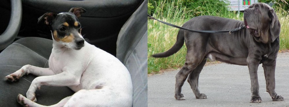 Neapolitan Mastiff vs Chilean Fox Terrier - Breed Comparison