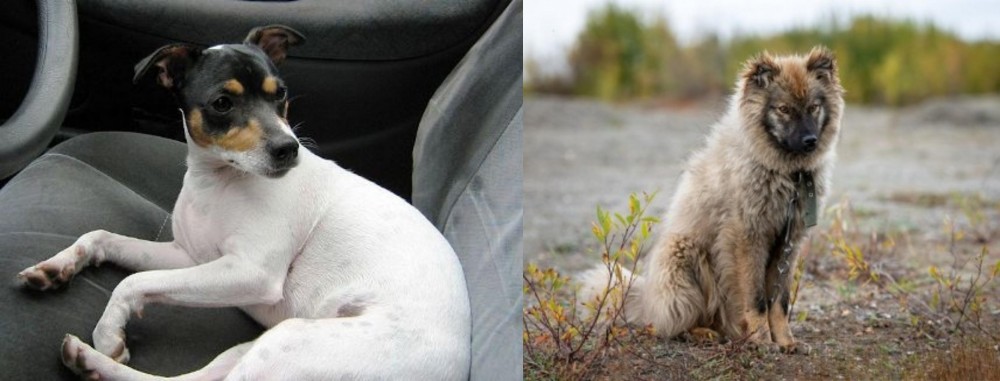 Nenets Herding Laika vs Chilean Fox Terrier - Breed Comparison