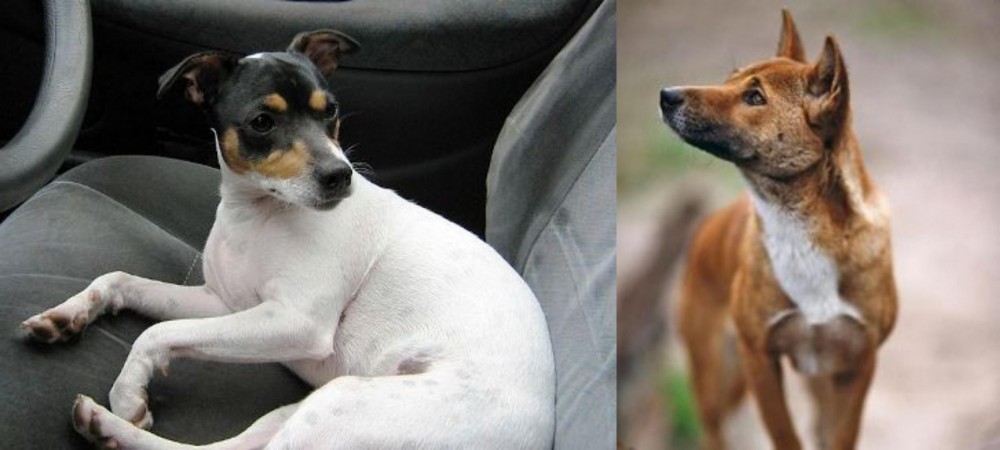 New Guinea Singing Dog vs Chilean Fox Terrier - Breed Comparison
