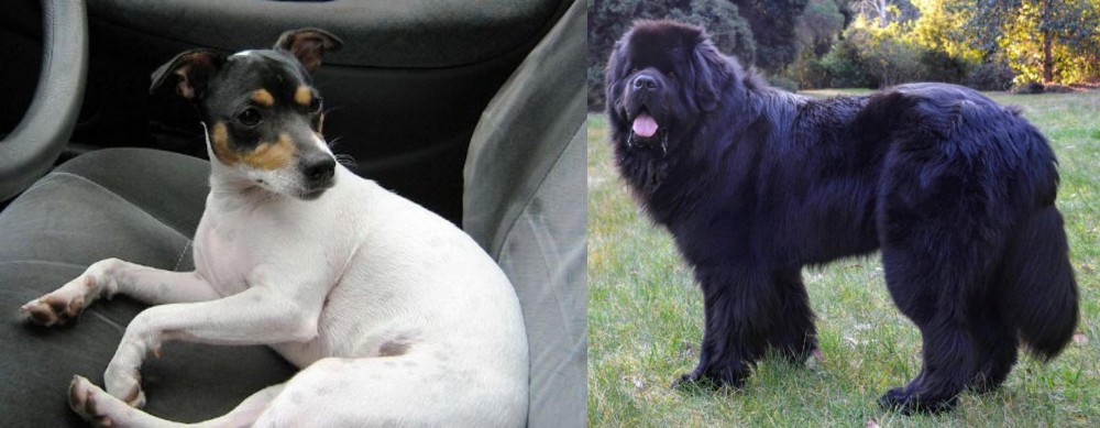Newfoundland Dog vs Chilean Fox Terrier - Breed Comparison