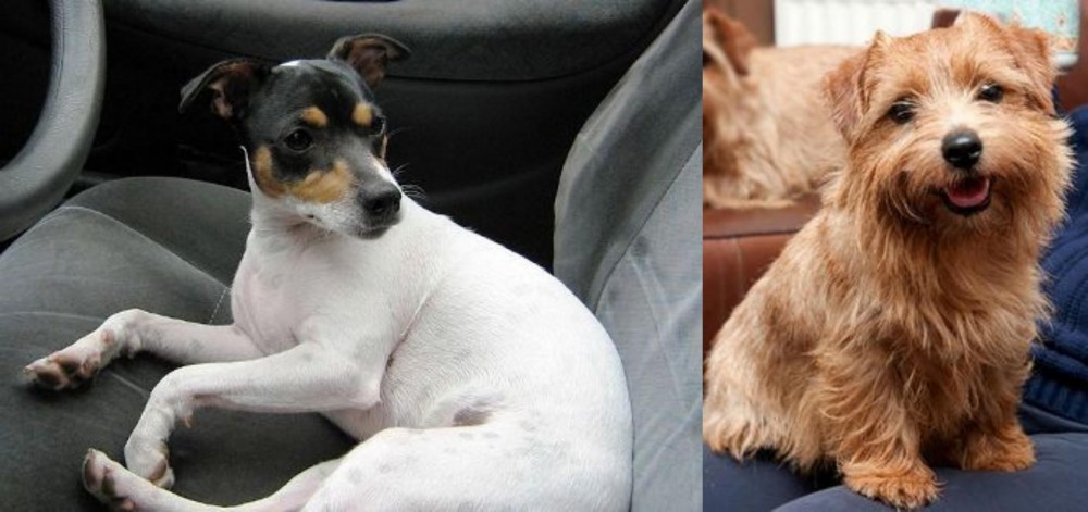 Norfolk Terrier vs Chilean Fox Terrier - Breed Comparison