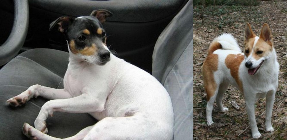 Norrbottenspets vs Chilean Fox Terrier - Breed Comparison