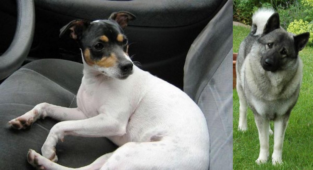 Norwegian Elkhound vs Chilean Fox Terrier - Breed Comparison