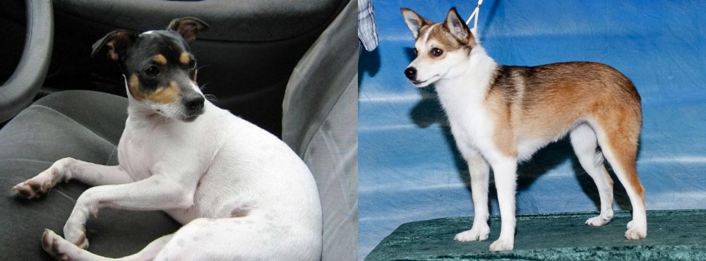 Norwegian Lundehund vs Chilean Fox Terrier - Breed Comparison