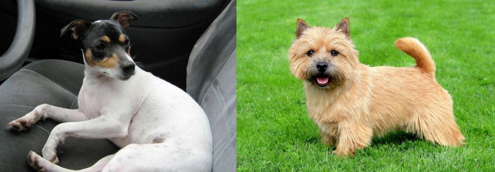 Norwich Terrier vs Chilean Fox Terrier - Breed Comparison