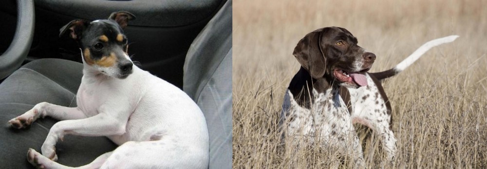 Old Danish Pointer vs Chilean Fox Terrier - Breed Comparison