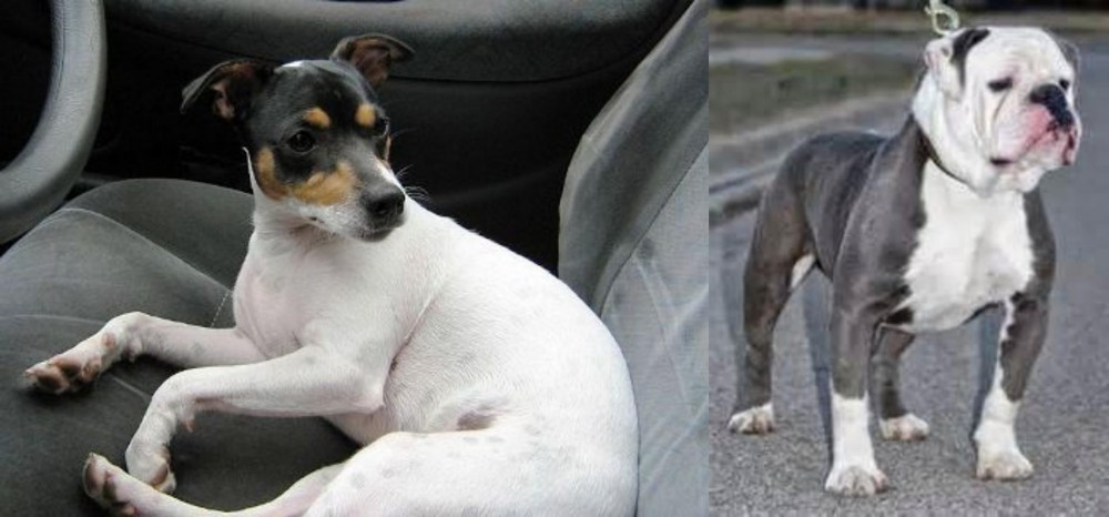Old English Bulldog vs Chilean Fox Terrier - Breed Comparison