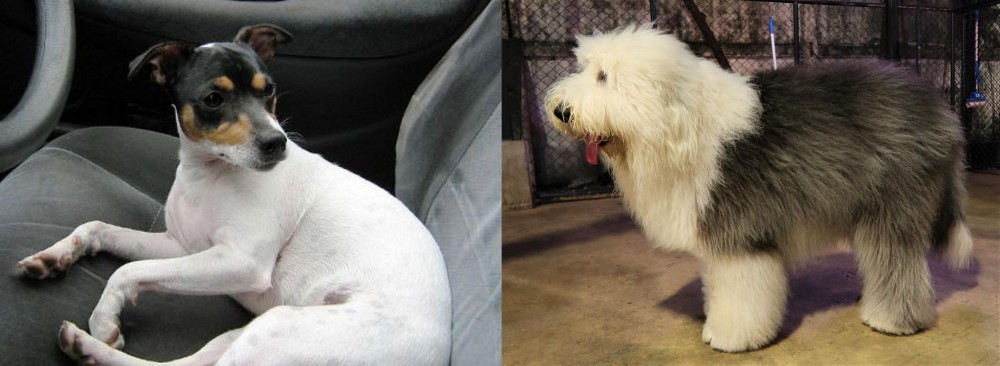 Old English Sheepdog vs Chilean Fox Terrier - Breed Comparison