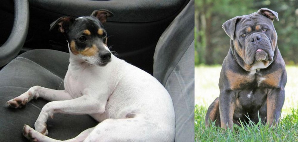Olde English Bulldogge vs Chilean Fox Terrier - Breed Comparison