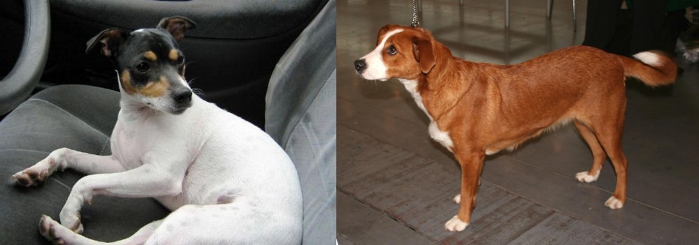 Osterreichischer Kurzhaariger Pinscher vs Chilean Fox Terrier - Breed Comparison