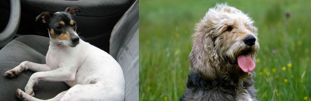 Otterhound vs Chilean Fox Terrier - Breed Comparison