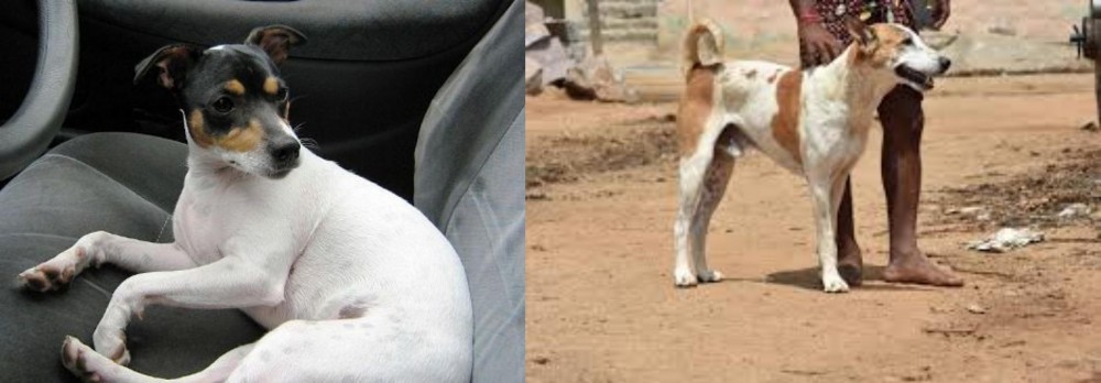 Pandikona vs Chilean Fox Terrier - Breed Comparison