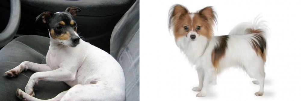 Papillon vs Chilean Fox Terrier - Breed Comparison