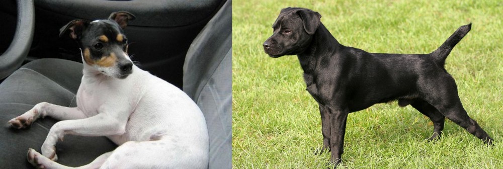 Patterdale Terrier vs Chilean Fox Terrier - Breed Comparison