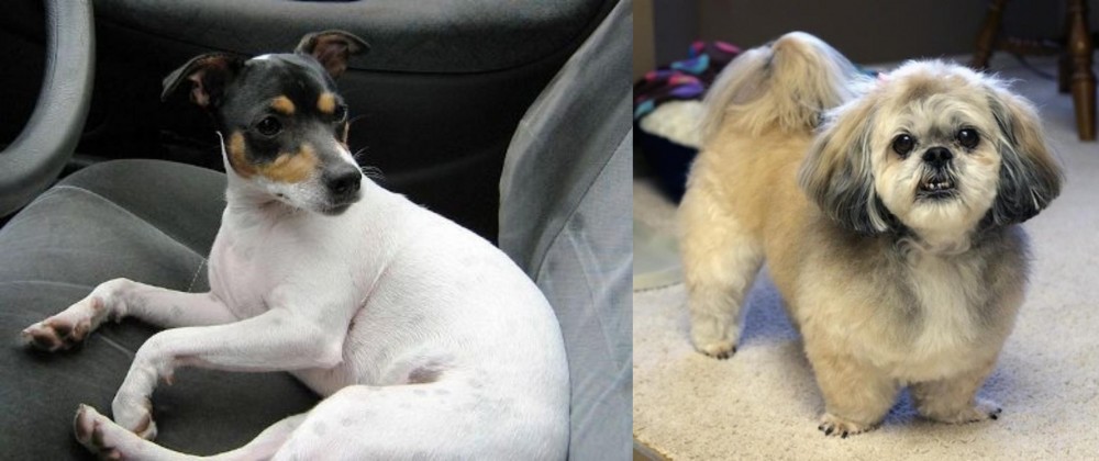 PekePoo vs Chilean Fox Terrier - Breed Comparison