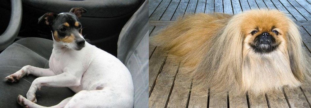 Pekingese vs Chilean Fox Terrier - Breed Comparison