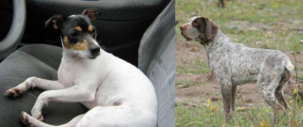 Perdiguero de Burgos vs Chilean Fox Terrier - Breed Comparison