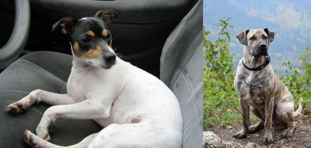 Perro Cimarron vs Chilean Fox Terrier - Breed Comparison
