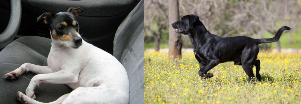 Perro de Pastor Mallorquin vs Chilean Fox Terrier - Breed Comparison
