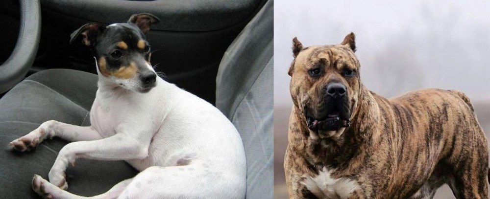 Perro de Presa Canario vs Chilean Fox Terrier - Breed Comparison