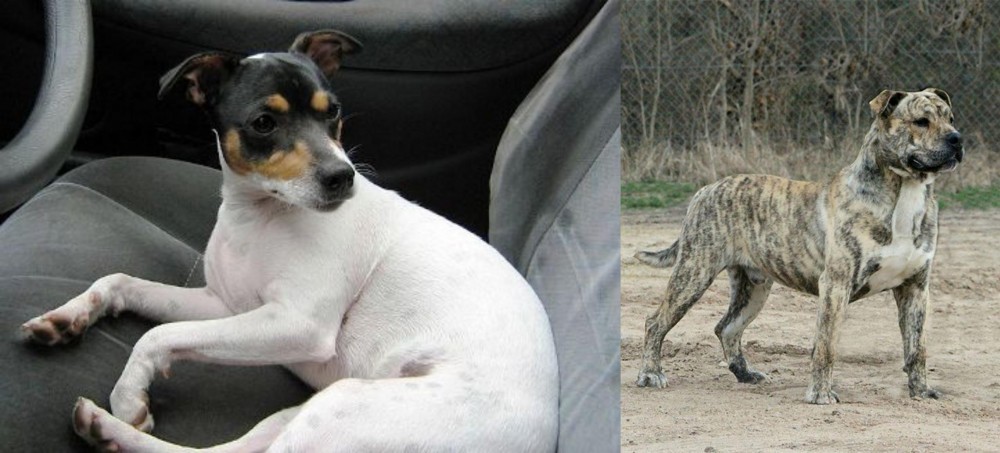 Perro de Presa Mallorquin vs Chilean Fox Terrier - Breed Comparison