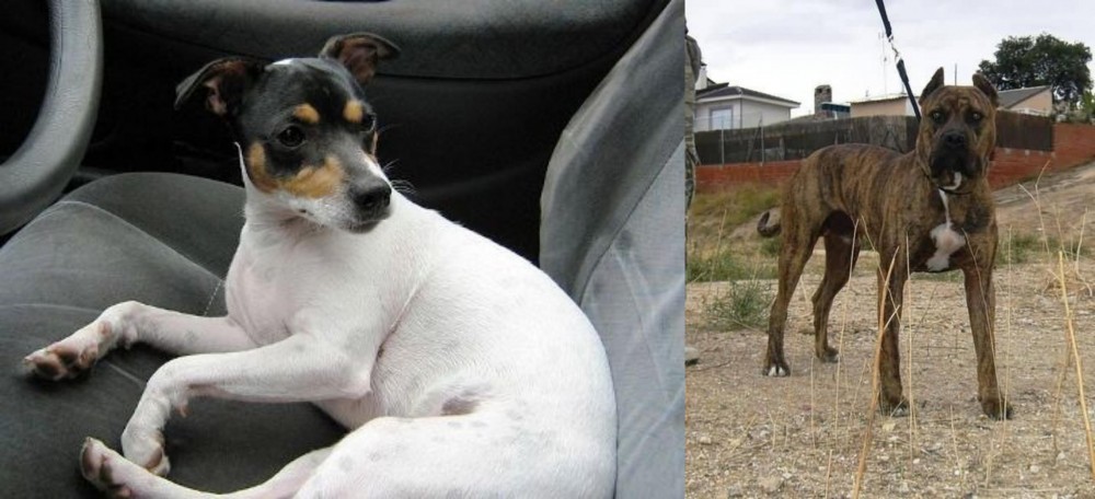 Perro de Toro vs Chilean Fox Terrier - Breed Comparison