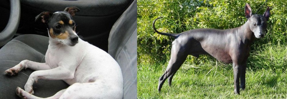 Peruvian Hairless vs Chilean Fox Terrier - Breed Comparison