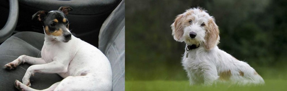 Petit Basset Griffon Vendeen vs Chilean Fox Terrier - Breed Comparison