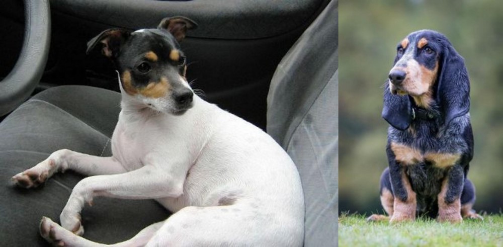 Petit Bleu de Gascogne vs Chilean Fox Terrier - Breed Comparison