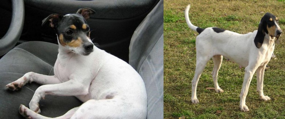 Petit Gascon Saintongeois vs Chilean Fox Terrier - Breed Comparison