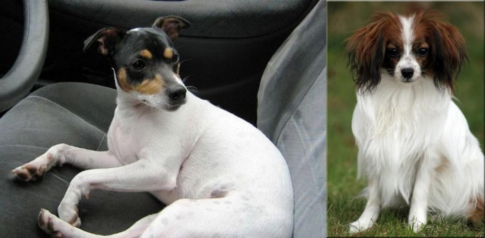 Phalene vs Chilean Fox Terrier - Breed Comparison