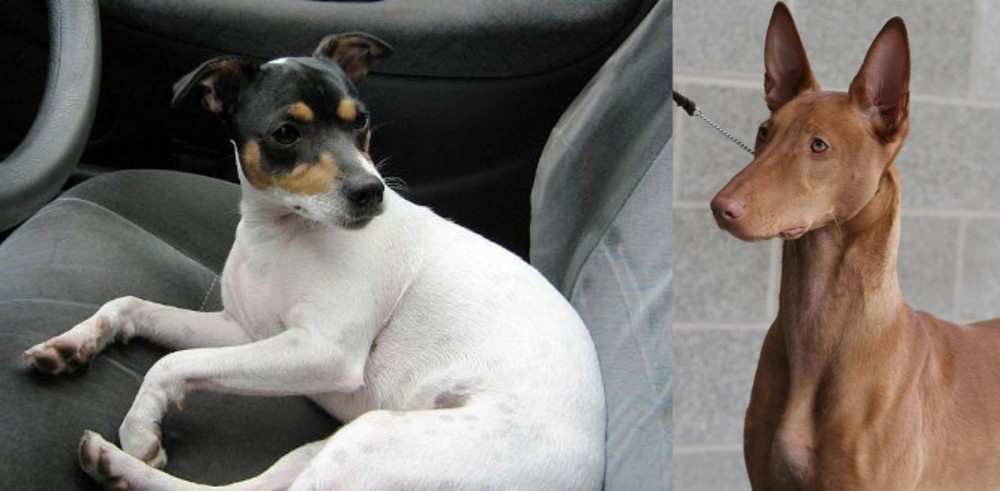 Pharaoh Hound vs Chilean Fox Terrier - Breed Comparison