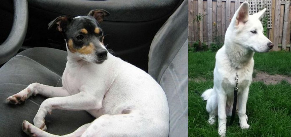 Phung San vs Chilean Fox Terrier - Breed Comparison