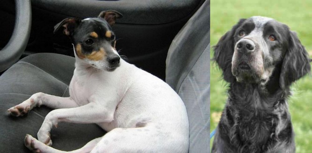 Picardy Spaniel vs Chilean Fox Terrier - Breed Comparison