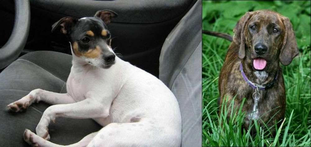 Plott Hound vs Chilean Fox Terrier - Breed Comparison