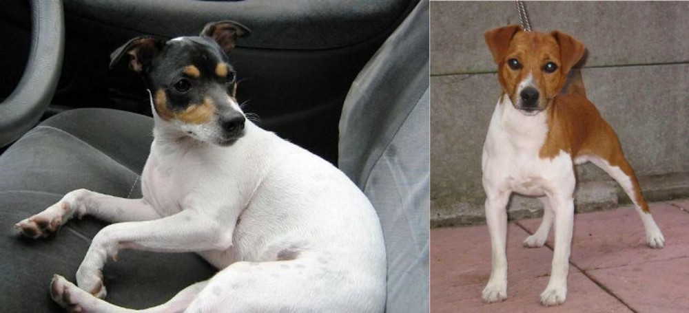 Plummer Terrier vs Chilean Fox Terrier - Breed Comparison