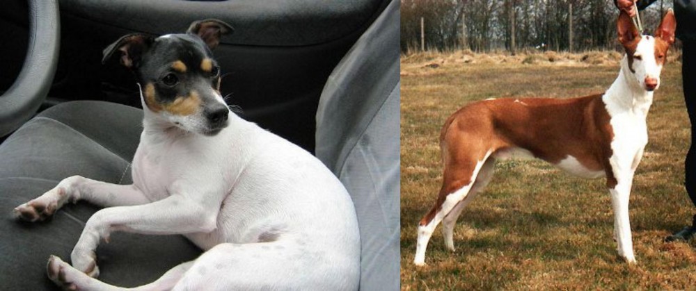 Podenco Canario vs Chilean Fox Terrier - Breed Comparison