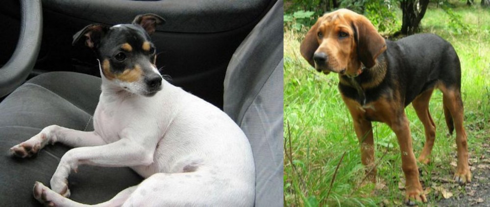 Polish Hound vs Chilean Fox Terrier - Breed Comparison