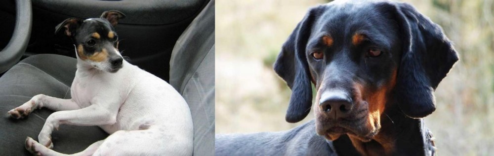 Polish Hunting Dog vs Chilean Fox Terrier - Breed Comparison