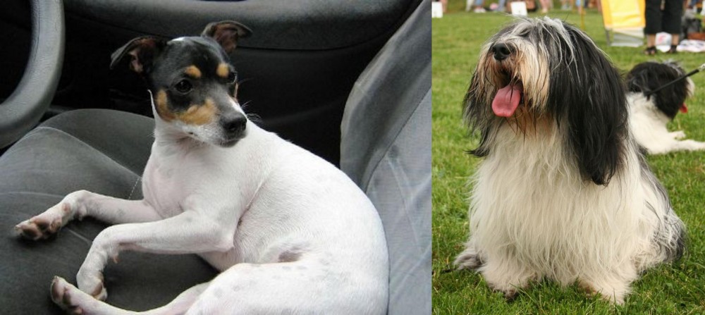 Polish Lowland Sheepdog vs Chilean Fox Terrier - Breed Comparison