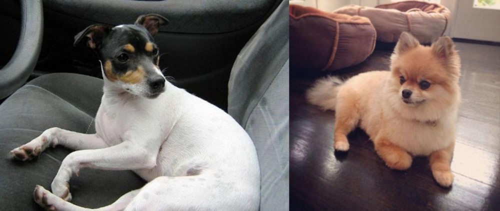 Pomeranian vs Chilean Fox Terrier - Breed Comparison